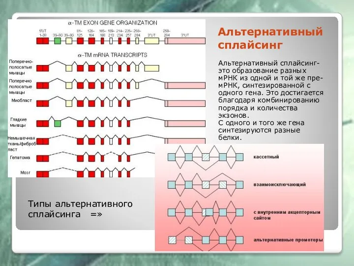 Альтернативный сплайсинг Альтернативный сплайсинг- это образование разных мРНК из одной и той