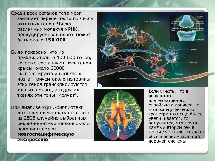 Если учесть, что в результате альтернативного сплайсинга количество мозгоспецифических транскриптов еще более