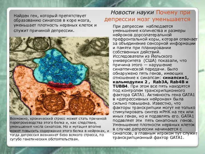 Новости науки Почему при депрессии мозг уменьшается При депрессии наблюдается уменьшение количества