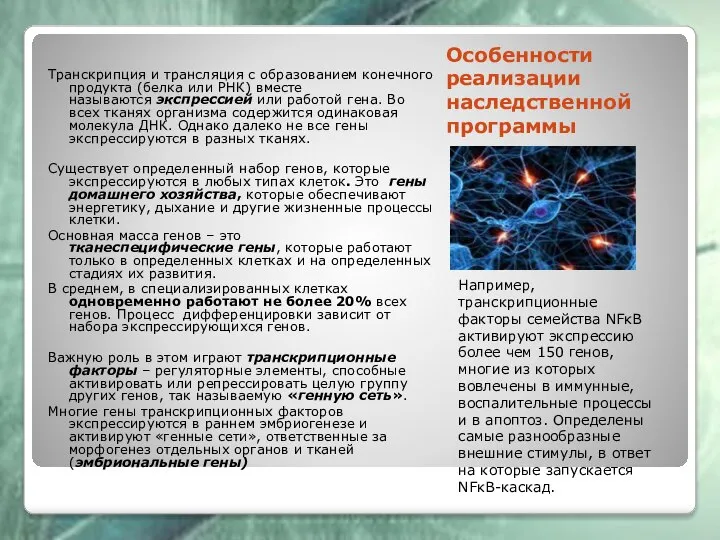 Особенности реализации наследственной программы Например, транскрипционные факторы семейства NFκB активируют экспрессию более