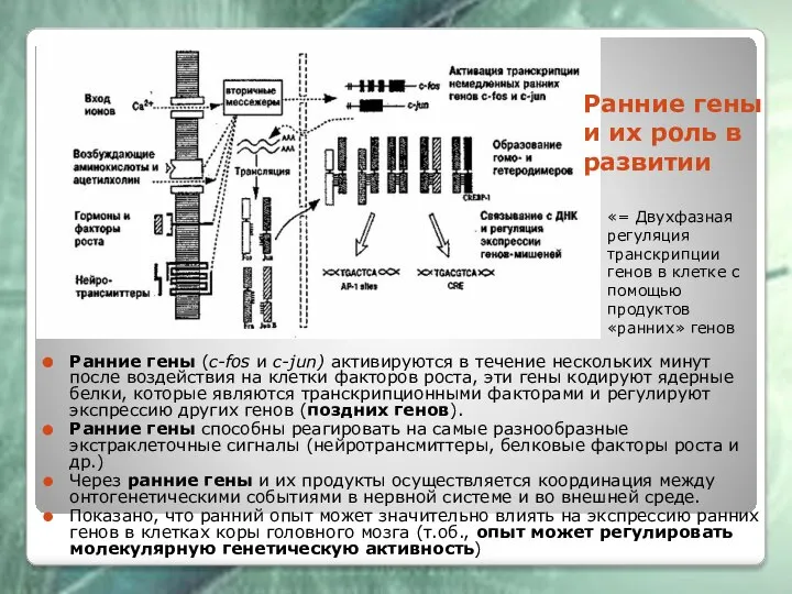 Ранние гены и их роль в развитии Ранние гены (c-fos и с-jun)