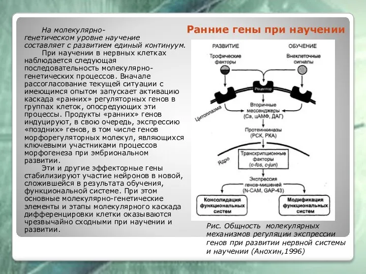 Ранние гены при научении На молекулярно- генетическом уровне научение составляет с развитием