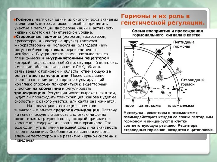 Гормоны и их роль в генетической регуляции. Гормоны являются одним из биологически