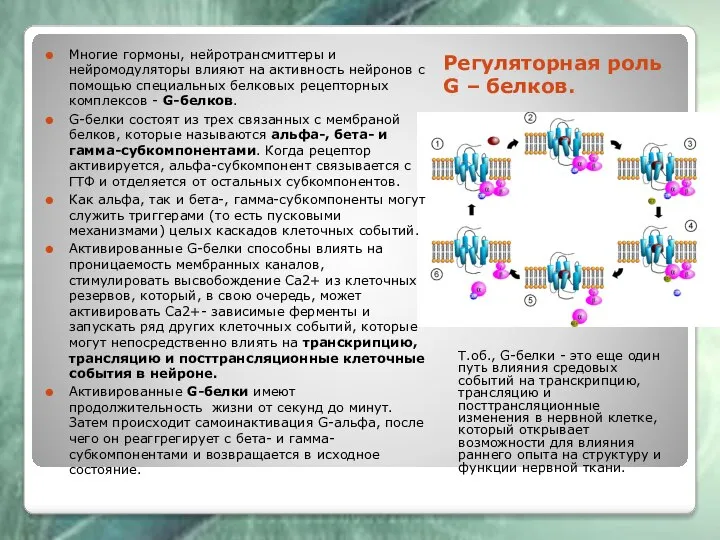 Регуляторная роль G – белков. Т.об., G-белки - это еще один путь