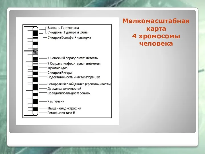 Мелкомасштабная карта 4 хромосомы человека