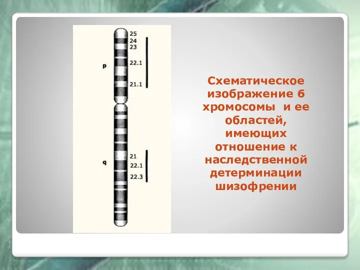 Схематическое изображение 6 хромосомы и ее областей, имеющих отношение к наследственной детерминации шизофрении