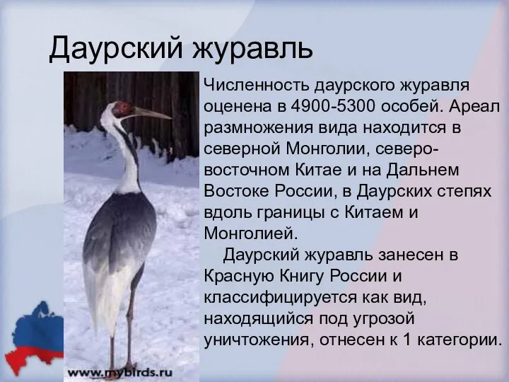 Даурский журавль Численность даурского журавля оценена в 4900-5300 особей. Ареал размножения вида