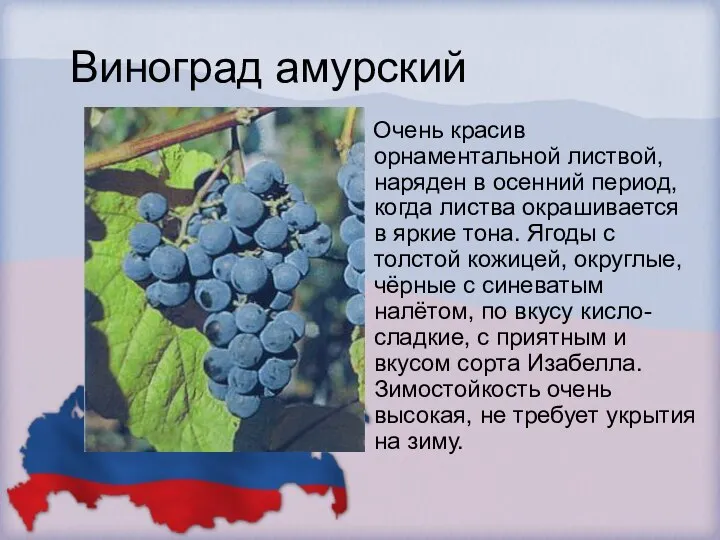 Виноград амурский Очень красив орнаментальной листвой, наряден в осенний период, когда листва