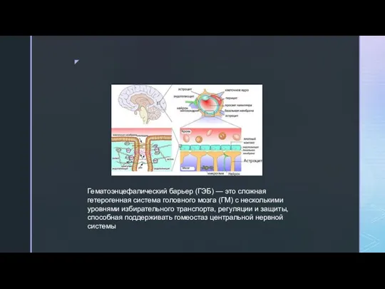 Гематоэнцефалический барьер (ГЭБ) — это сложная гетерогенная система головного мозга (ГМ) с