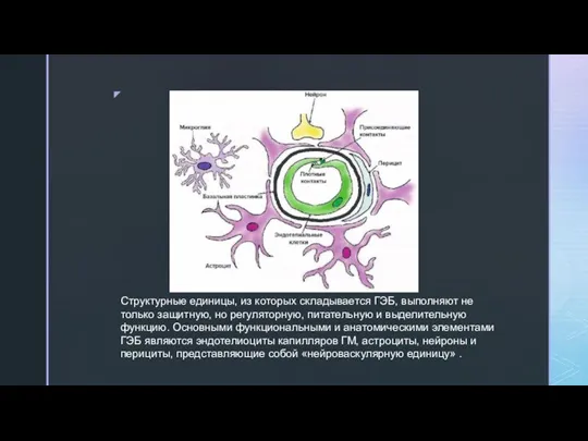 Структурные единицы, из которых складывается ГЭБ, выполняют не только защитную, но регуляторную,