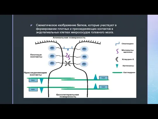 Схематическое изображение белков, которые участвуют в формировании плотных и присоединяющих контактов в