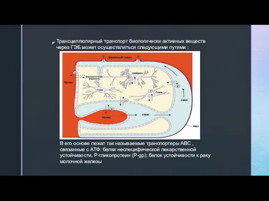 Трансцеллюлярный транспорт биологически активных веществ через ГЭБ может осуществляться следующими путями :