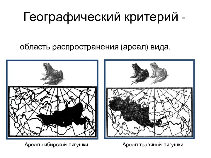 Географический критерий - область распространения (ареал) вида. Ареал сибирской лягушки Ареал травяной лягушки