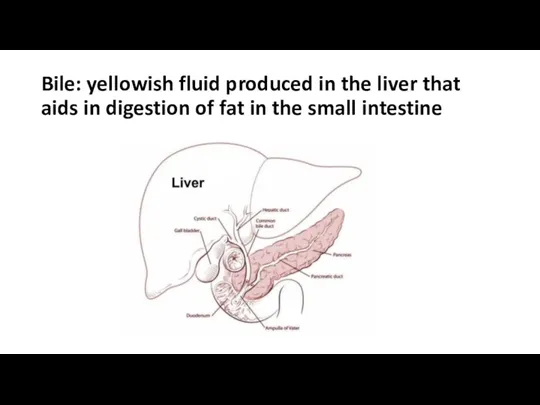 Bile: yellowish fluid produced in the liver that aids in digestion of