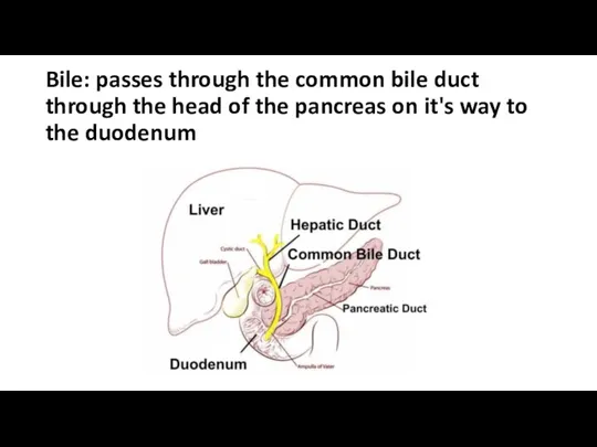 Bile: passes through the common bile duct through the head of the