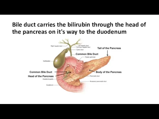 Bile duct carries the bilirubin through the head of the pancreas on