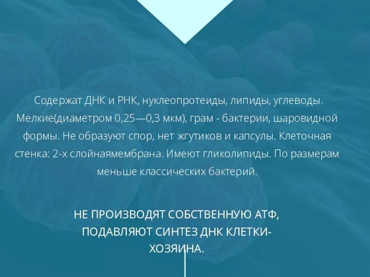 Содержат ДНК и РНК, нуклеопротеиды, липиды, углеводы. Мелкие(диаметром 0,25—0,3 мкм), грам -