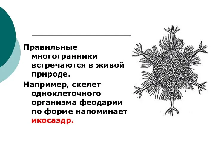 Правильные многогранники встречаются в живой природе. Например, скелет одноклеточного организма феодарии по форме напоминает икосаэдр.