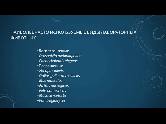 НАИБОЛЕЕ ЧАСТО ИСПОЛЬЗУЕМЫЕ ВИДЫ ЛАБОРАТОРНЫХ ЖИВОТНЫХ •Беспозвоночные –Drosophila melanogaster –Caenorhabditis elegans •Позвоночные