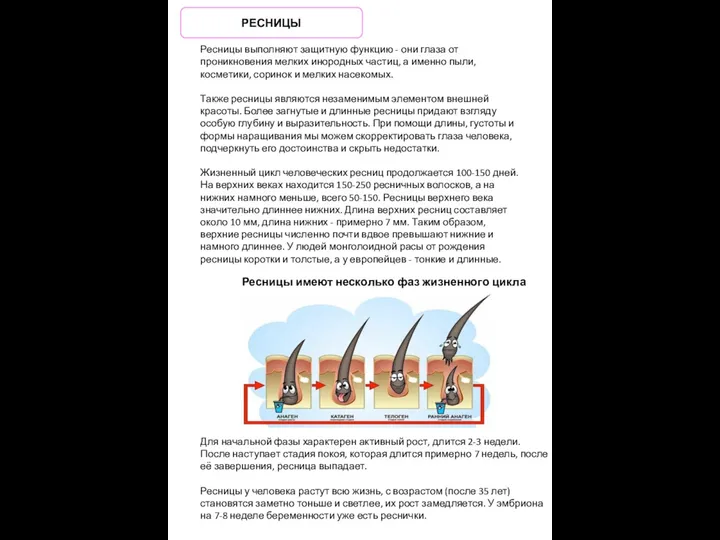 Ресницы выполняют защитную функцию - они глаза от проникновения мелких инородных частиц‚