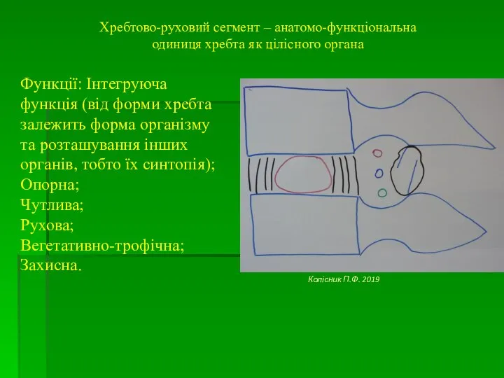 Хребтово-руховий сегмент – анатомо-функціональна одиниця хребта як цілісного органа Функції: Інтегруюча функція