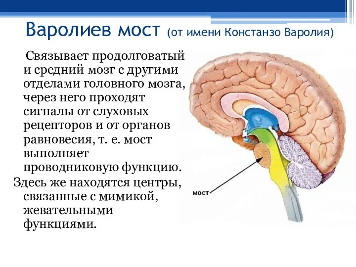 Варолиев мост (от имени Констанзо Варолия) Связывает продолговатый и средний мозг с