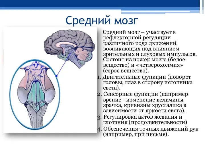 Средний мозг Средний мозг – участвует в рефлекторной регуляции различного рода движений,