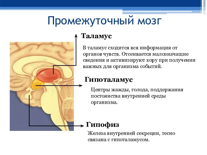 Промежуточный мозг Таламус В таламус сходится вся информация от органов чувств. Отсеивается