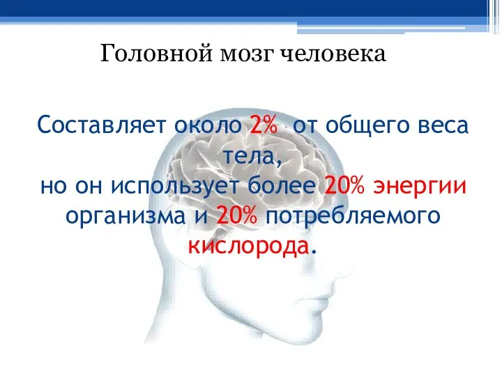 Составляет около 2% от общего веса тела, но он использует более 20%