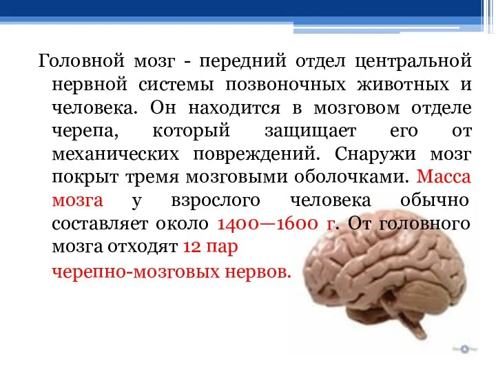Головной мозг - передний отдел центральной нервной системы позвоночных животных и человека.