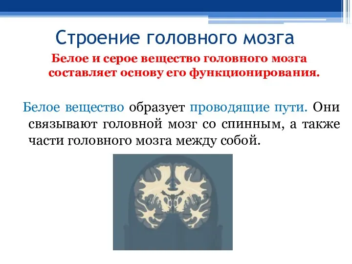 Строение головного мозга Белое и серое вещество головного мозга составляет основу его