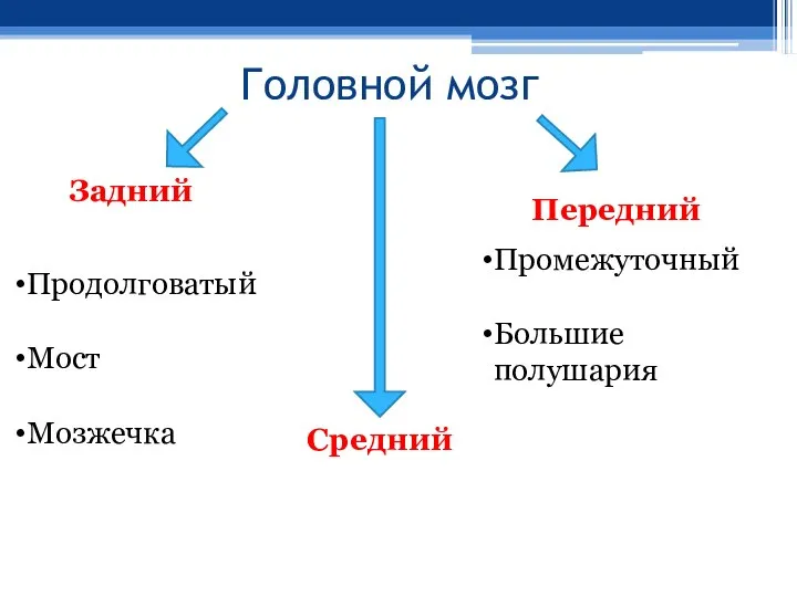 Головной мозг Задний Средний Передний Продолговатый Мост Мозжечка Промежуточный Большие полушария