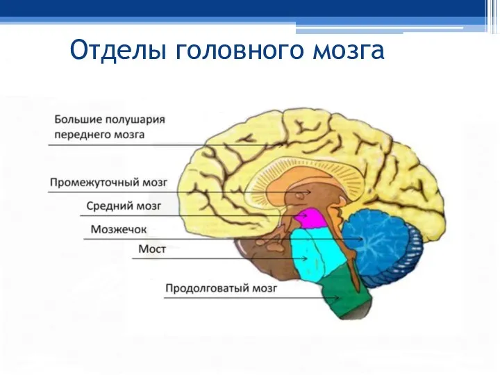 Отделы головного мозга