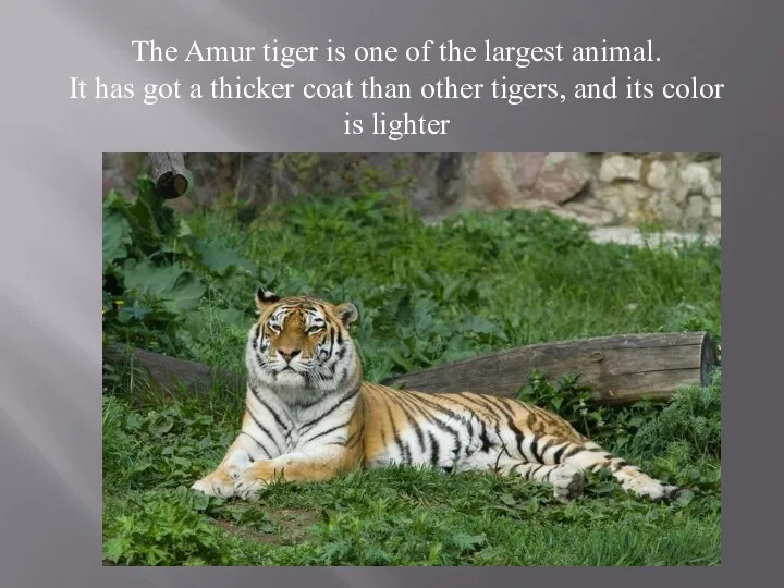 The Amur tiger is one of the largest animal. It has got