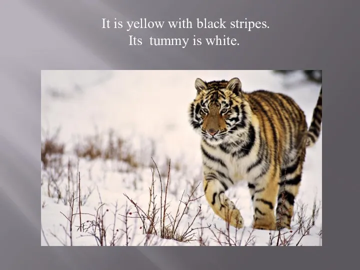 It is yellow with black stripes. Its tummy is white.