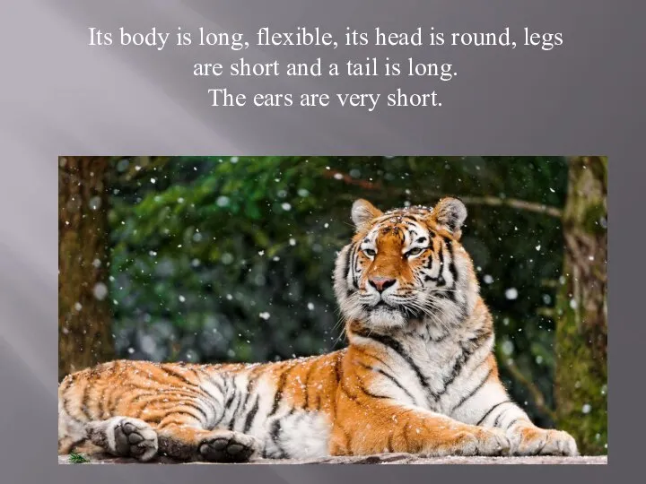 Its body is long, flexible, its head is round, legs are short