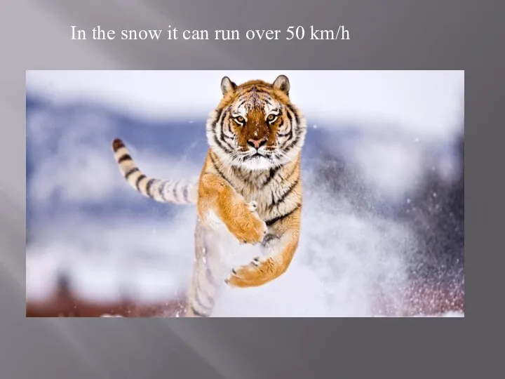 In the snow it can run over 50 km/h