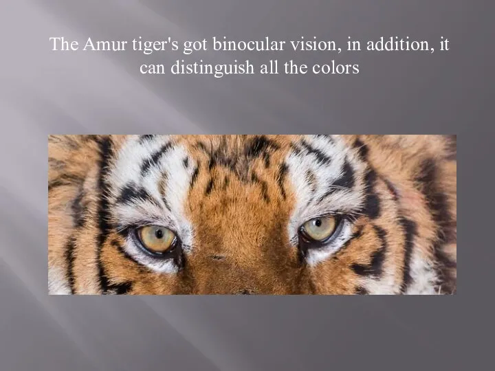 The Amur tiger's got binocular vision, in addition, it can distinguish all the colors