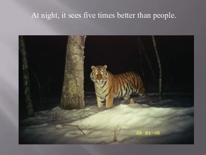 At night, it sees five times better than people.
