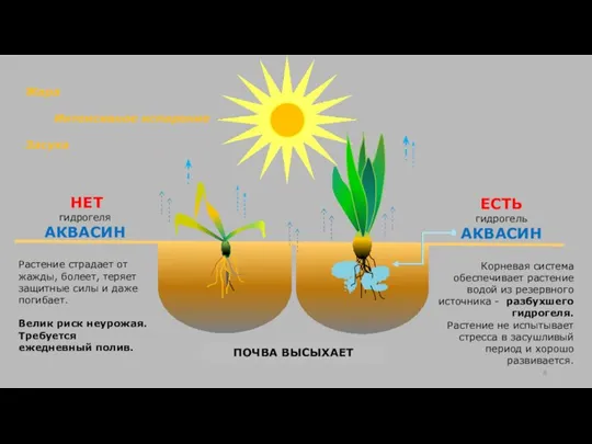 НЕТ гидрогеля АКВАСИН Растение страдает от жажды, болеет, теряет защитные силы и