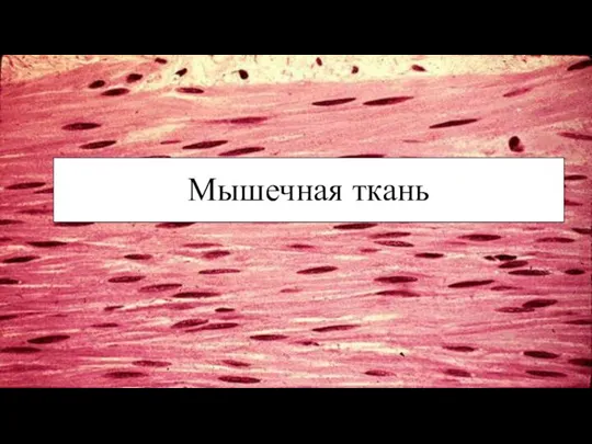 Мышечная ткань