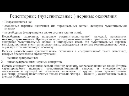 Рецепторные (чувствительные ) нервные окончания Подразделяются на: свободные нервные окончания (из терминальных