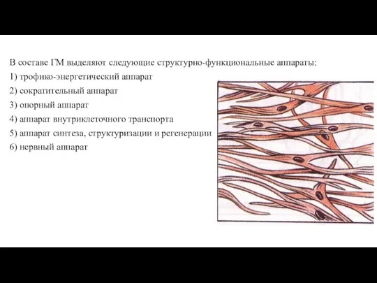 В составе ГМ выделяют следующие структурно-функциональные аппараты: 1) трофико-энергетический аппарат 2) сократительный