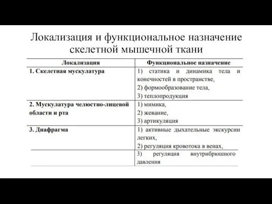 Локализация и функциональное назначение скелетной мышечной ткани