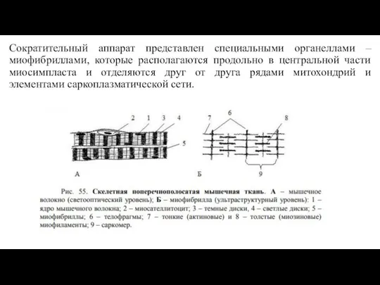 Сократительный аппарат представлен специальными органеллами – миофибриллами, которые располагаются продольно в центральной