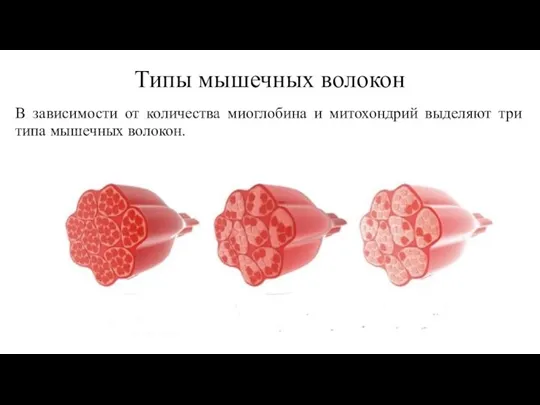 Типы мышечных волокон В зависимости от количества миоглобина и митохондрий выделяют три типа мышечных волокон.