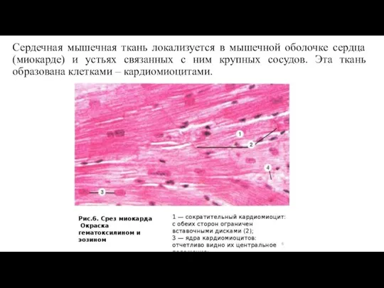 Сердечная мышечная ткань локализуется в мышечной оболочке сердца (миокарде) и устьях связанных