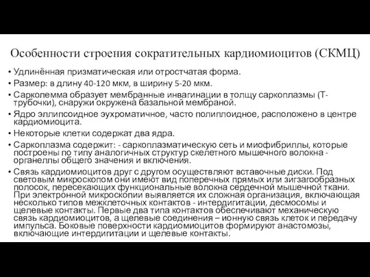 Особенности строения сократительных кардиомиоцитов (СКМЦ) Удлинённая призматическая или отростчатая форма. Размер: в