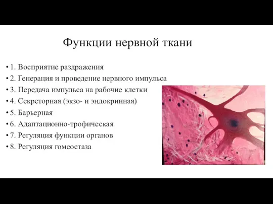 Функции нервной ткани 1. Восприятие раздражения 2. Генерация и проведение нервного импульса