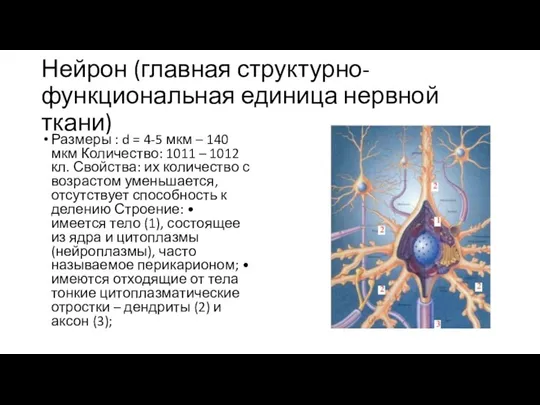 Нейрон (главная структурно-функциональная единица нервной ткани) Размеры : d = 4-5 мкм